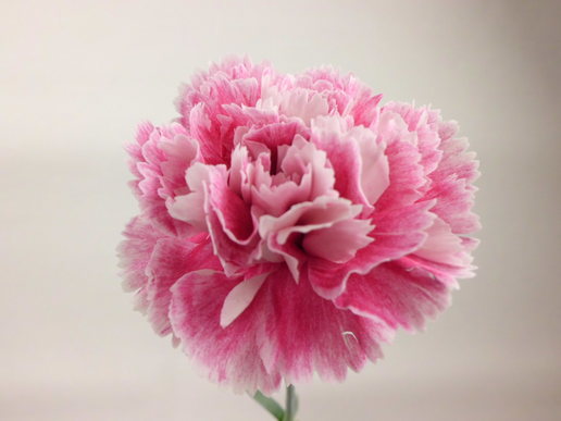 カーネーション ユニゾン | FLORE21
